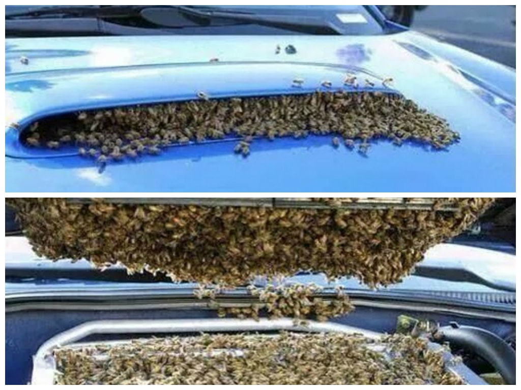 bees-nesting-in-subaru-wrx-sti-intercool