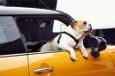 2014 MINI Cooper S Advertised Using an English Bulldog