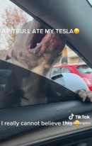 A Pitbull Gets Revenge on a Tesla With the Car's Owner Inside