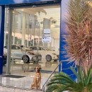 Tucson Prime, the ex-stray dog now official Hyundai ambassador and salesman