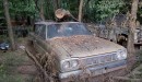 hoard of vintage cars on abandoned forest property
