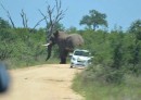 African Elephant Overturns and Punctures Small Car