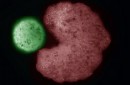 An AI-designed "parent" organism (red) beside stem cells that have been compressed into a ball (green)