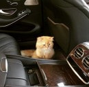 Akram Ojjeh’s Son Is a Player Who Loves Cats and Hypercars
