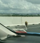 The pig that blocked traffic on an Australian highway