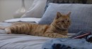 Bad Yet Hillarious Cat Commercials Released by VW, Honda and Buick