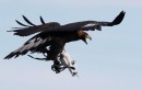 Eagle Attacks Drone Mid-Flight
