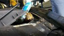 baby squirrels in BMW M engine