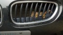baby squirrels in BMW M engine