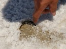 Dirt  emerges through the thin salt layer at the Bonneville Salt Flats