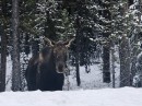 Canadians are dealing with a moose problem, because they keep coming closer to traffic to lick salt off cars