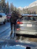 Canadians are dealing with a moose problem, because they keep coming closer to traffic to lick salt off cars