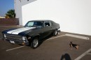 Cars and Dogs: Chevelle