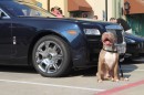 Cars and Dogs: Rolls-Royce