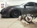 Cars and Dogs: Mazda