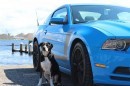 Cars and Dogs: Mustang Boss 302
