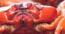 Red crab migration on Christmas Island