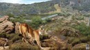Mountain Lions Could Be Saved by This Wildlife Crossing