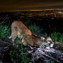 Mountain Lions Could Be Saved by This Wildlife Crossing