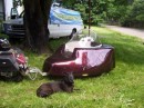 Dog Saucer Motorcycle Trailer