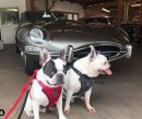 Noble and Odin with a 1963 E-Type Jag