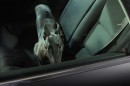 The Silence of Dogs in Cars by Martin Usborne