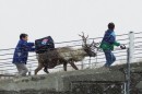 Reindeer carrying Domino's delivery box