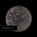 Bacteria found in cars