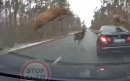 Herd of deer crash into unsuspecting BMW 5-Series