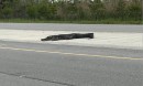 Honda Fit fished out of the water after encounter with alligator