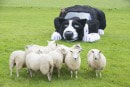 Farmer Turns Peugeot into His Dead Sheep Dog Look-Alike Car