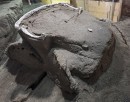 Near intact horse-drawn four-wheel iron chariot used by the elites found in Pompeii