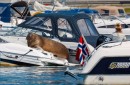 Freya the walrus is famous for sinking several small boats and inflatables while sunbathing