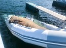 Freya the walrus is famous for sinking several small boats and inflatables while sunbathing