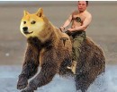Elon Musk on a Bear with a Dogecoin Head