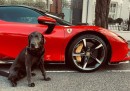 Tom Felton's Dog and His Ferrari