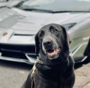 Tom Felton's Dog and Lamborghini Aventador