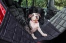 Keep Canines Cool in the Summer - Anna Webb