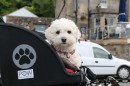 Milly the dog is now Britain's Best Biking Buddy