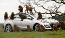 Hyundai i30 Baboons Test