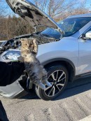 Kitten Rescued Unharmed From a Moving Nissan Rogue's Engine Compartment