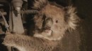 Koala Clings to Car Suspension for 10-Mile Joyride