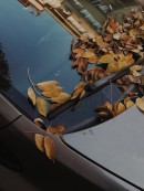 Leaves on a vehicle