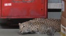 Leopard causes massive production disruption at Mercedes-Benz factory