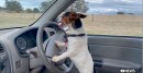 Lexie has learned to drive, helps out her "best mate" on a farm in Australia