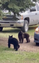The bear spent the night inside the car