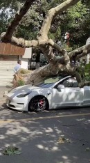 Massive tree falls onto Tesla Model 3 glass roof, driver walks away uninjured