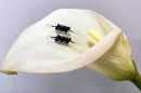 MIT bug-like, flying robots with soft actuators