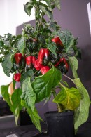 NASA plans to grow green and red chili peppers in space