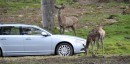 Future Volvos to avoid collision with wild animals
